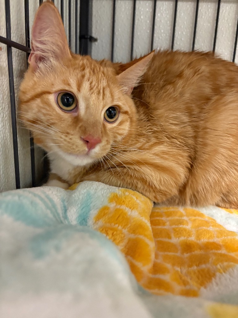 Astro, an adoptable Domestic Short Hair in Rock Springs, WY, 82901 | Photo Image 1