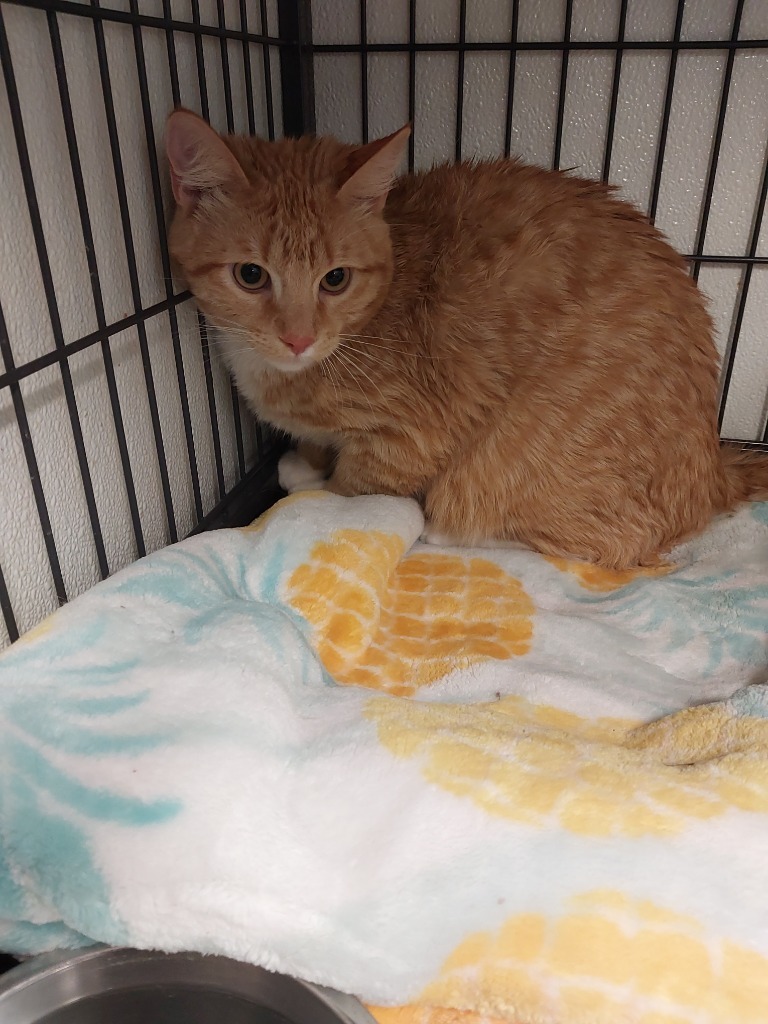 Astro, an adoptable Domestic Short Hair in Rock Springs, WY, 82901 | Photo Image 2
