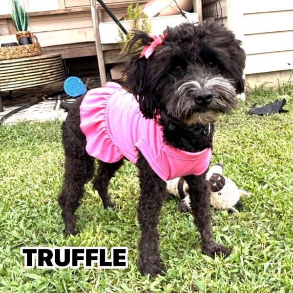 Truffle