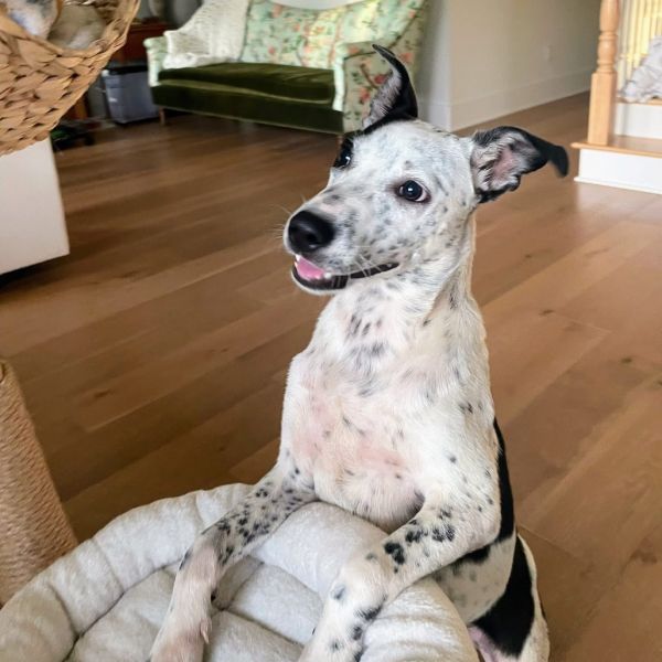 Pongo