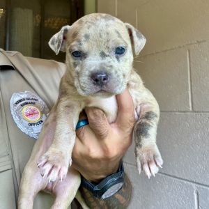 Tyler Perry's Sistah's Litter : Andrea (COH-A-64769), Baby Female unknown