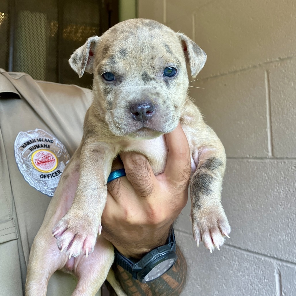 Tyler Perry's Sistah's Litter : Andrea (COH-A-64769), an adoptable Mixed Breed in Keaau, HI, 96749 | Photo Image 1