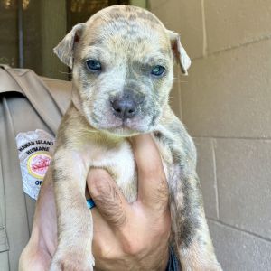 Tyler Perry's Sistah's Litter : Fatima (COH-A-64770), Baby Female unknown