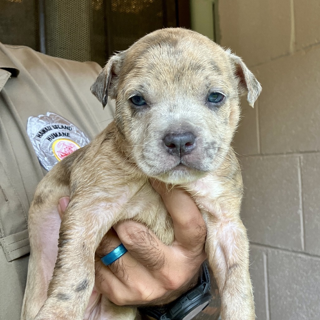 Tyler Perry's Sistah's Litter :Sabrina (COH-A-64767), an adoptable Mixed Breed in Keaau, HI, 96749 | Photo Image 1