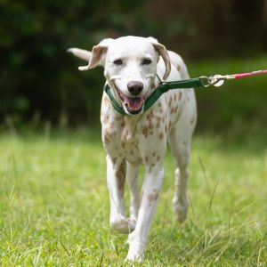 Daisy, Senior Female unknown