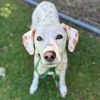 Daisy photo 2
