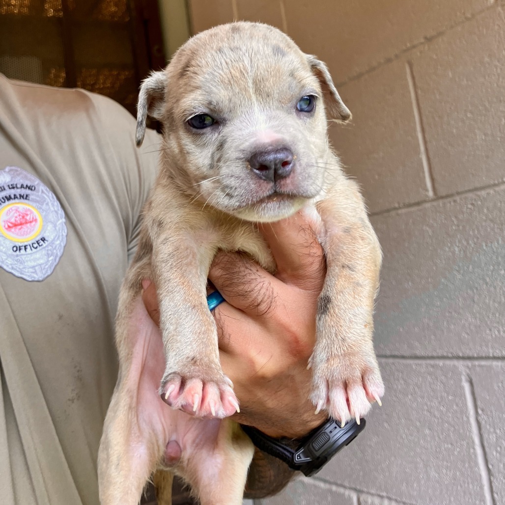 Tyler Perry's Sistah's Litter : Karen (COH-A-64768), an adoptable Mixed Breed in Keaau, HI, 96749 | Photo Image 1