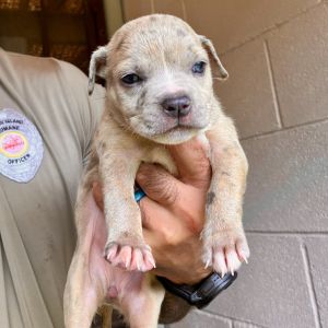 Tyler Perry's Sistah's Litter : Karen (COH-A-64768), Baby Female unknown