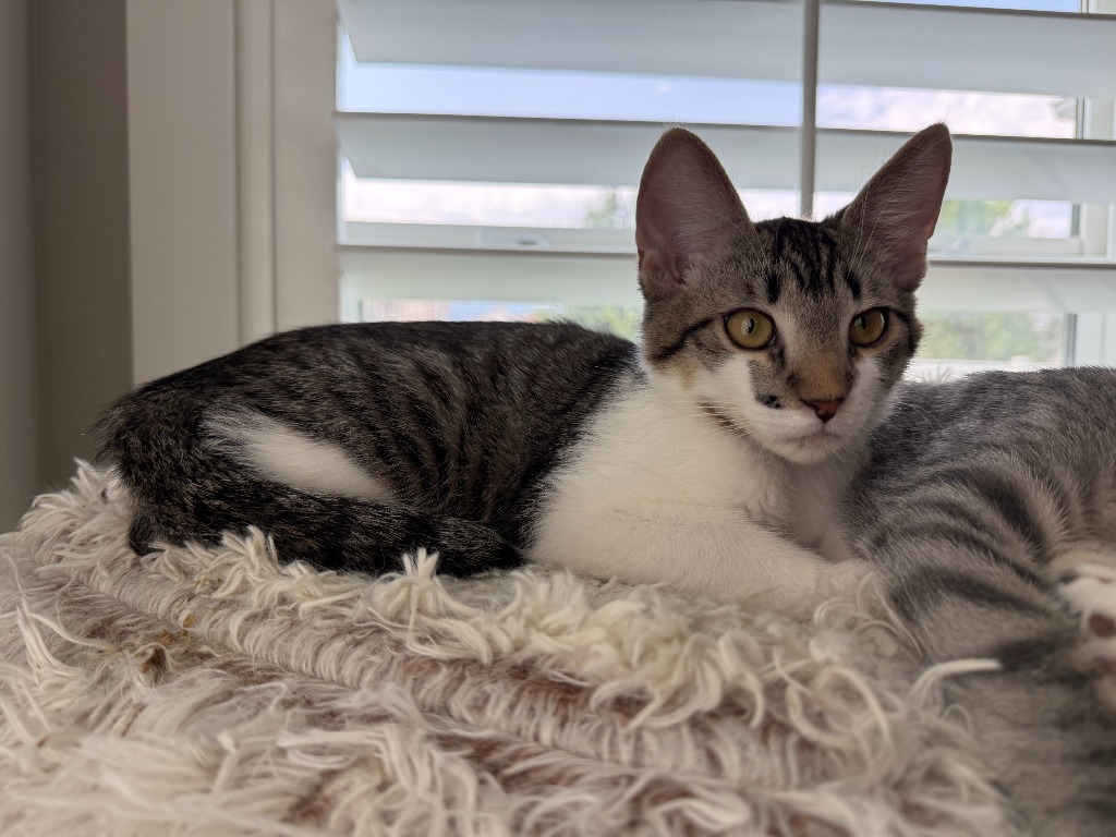 Miso
