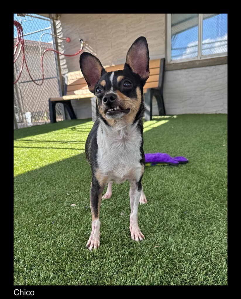 Chico