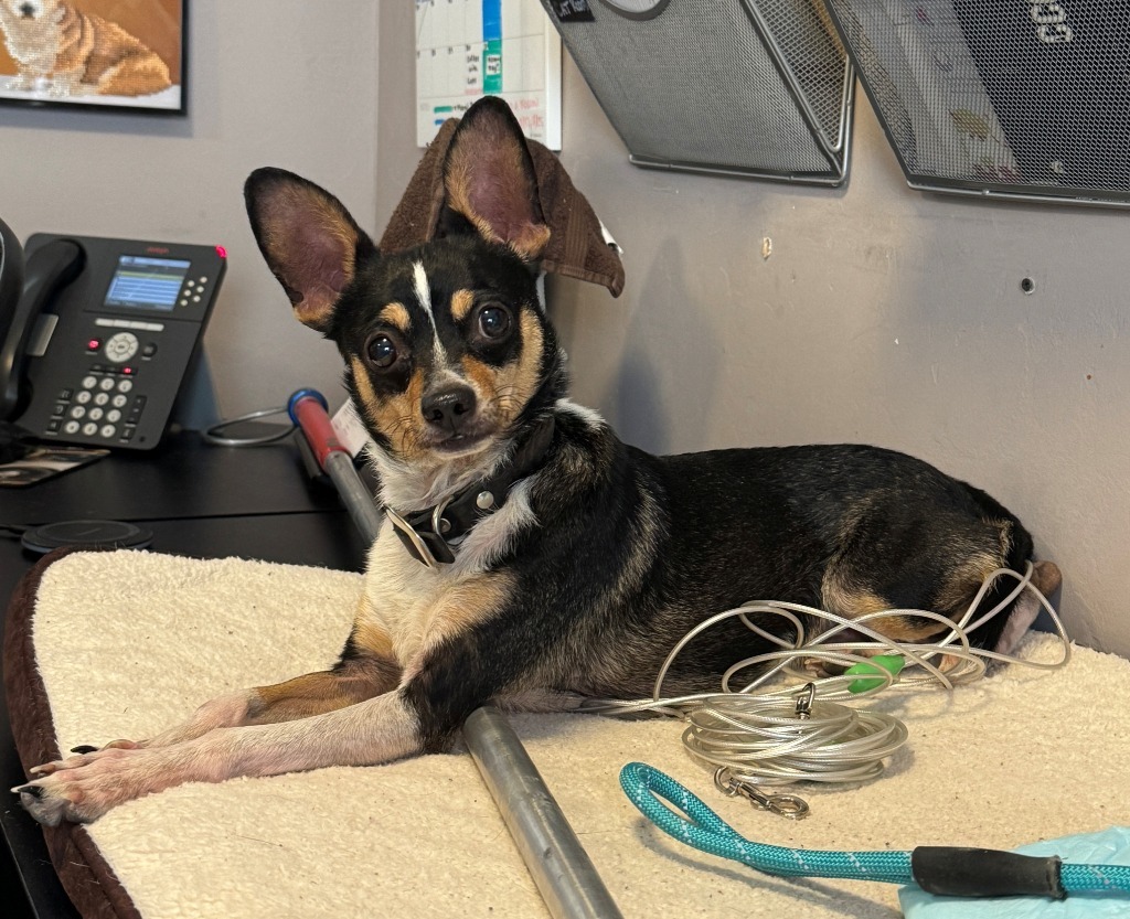 Chico