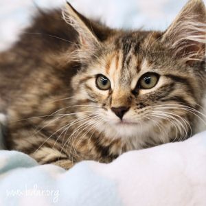 Merryweather, Baby Female unknown