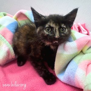 Morgana, Baby Female unknown