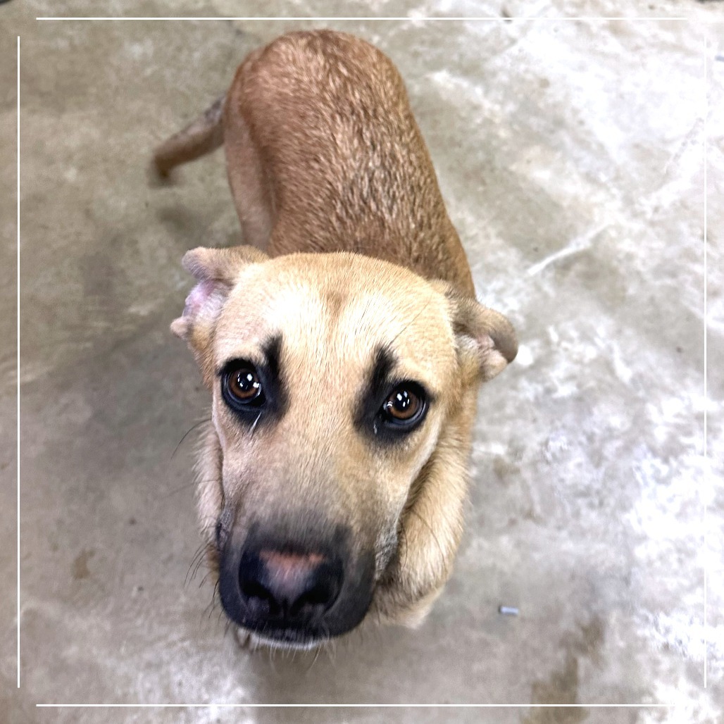 Saudi"Sadie" - 052909T