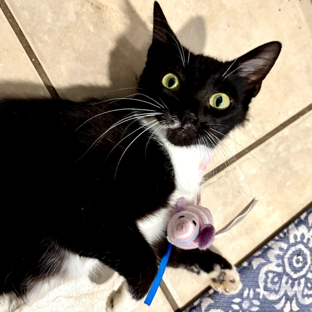 Penelope, an adoptable Domestic Short Hair in Starkville, MS, 39760 | Photo Image 1