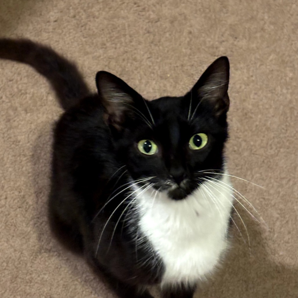 Penelope, an adoptable Domestic Short Hair in Starkville, MS, 39760 | Photo Image 3
