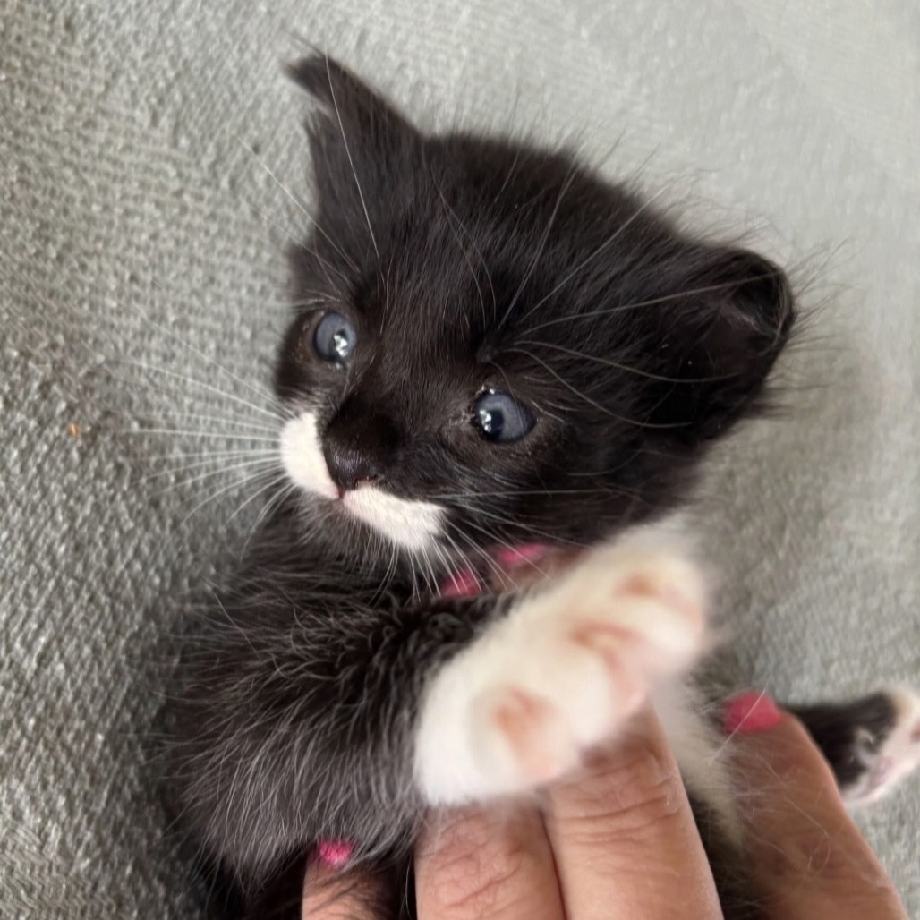 Peanut, an adoptable Domestic Short Hair in Starkville, MS, 39760 | Photo Image 2