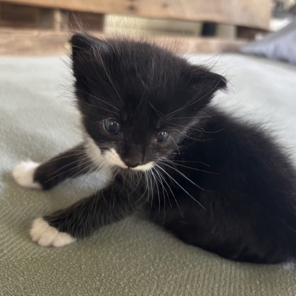 Peanut