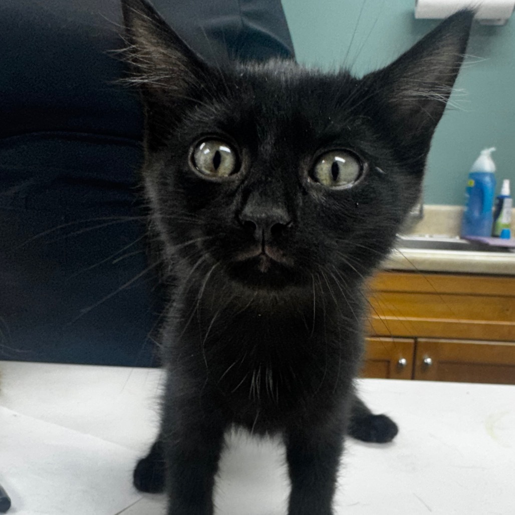Mary, an adoptable Domestic Short Hair in Starkville, MS, 39760 | Photo Image 1