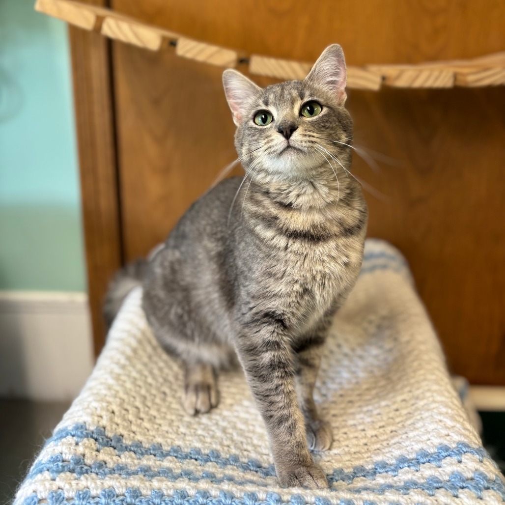 Mercedes--In Foster***ADOPTION PENDING***, an adoptable Domestic Short Hair in Fargo, ND, 58102 | Photo Image 1