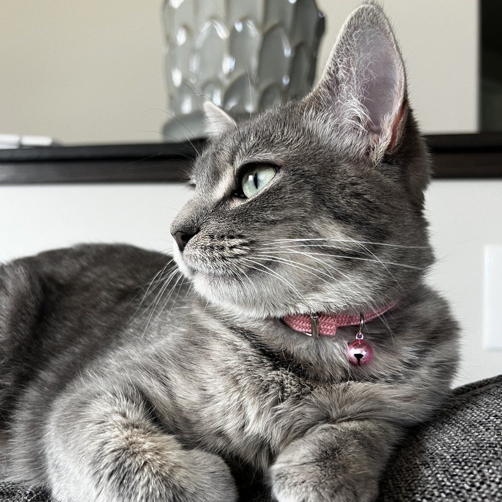 Mercedes--In Foster***ADOPTION PENDING***, an adoptable Domestic Short Hair in Fargo, ND, 58102 | Photo Image 2