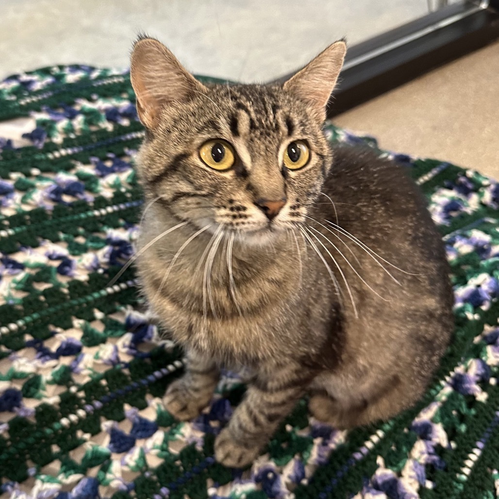 Minerva, an adoptable Domestic Short Hair in Hailey, ID, 83333 | Photo Image 1
