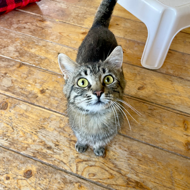 Minerva, an adoptable Domestic Short Hair in Hailey, ID, 83333 | Photo Image 2