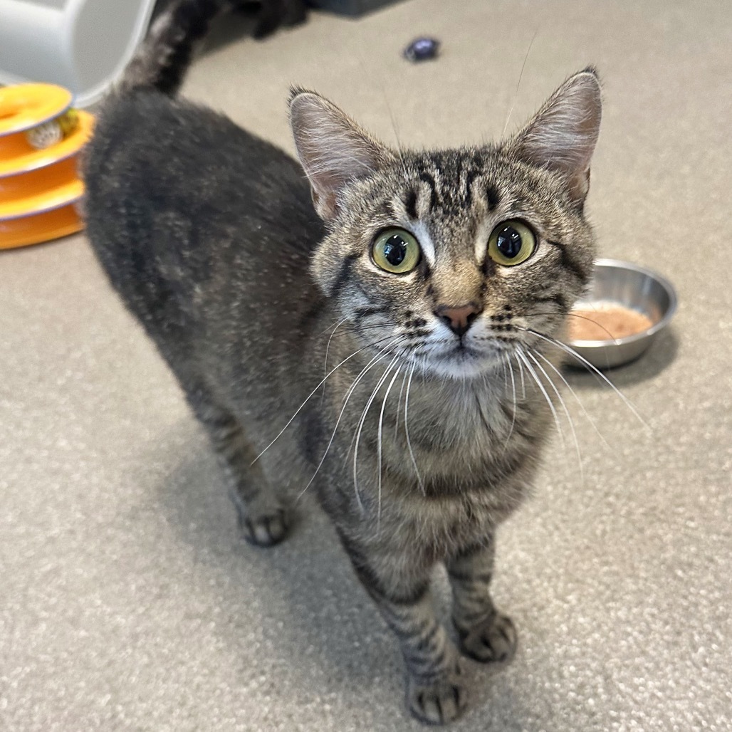 Minerva, an adoptable Domestic Short Hair in Hailey, ID, 83333 | Photo Image 3