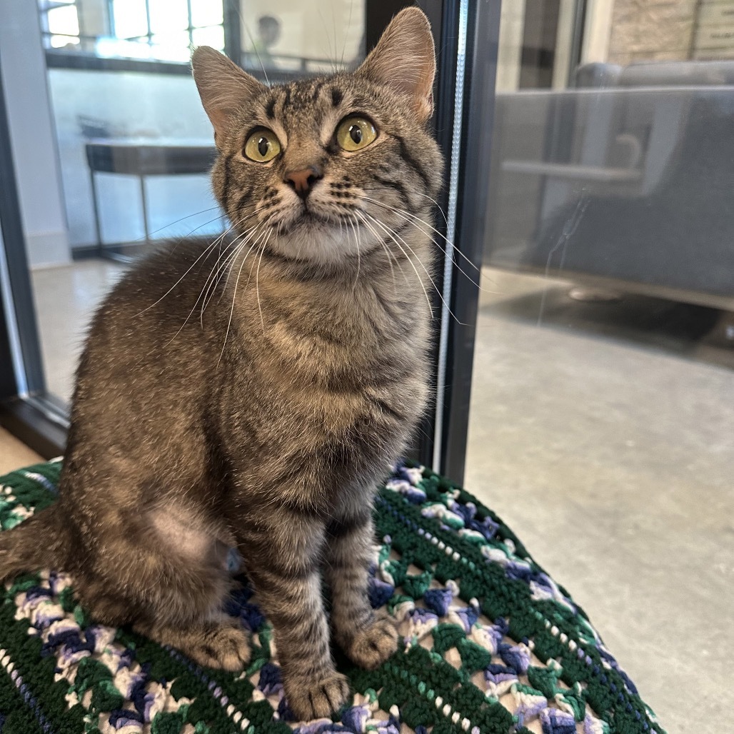 Minerva, an adoptable Domestic Short Hair in Hailey, ID, 83333 | Photo Image 4