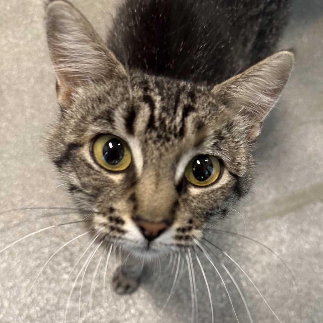 Minerva, an adoptable Domestic Short Hair in Hailey, ID, 83333 | Photo Image 5