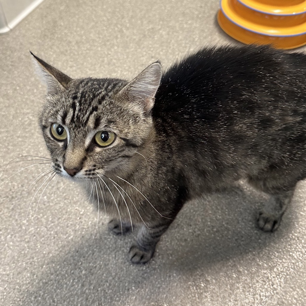Minerva, an adoptable Domestic Short Hair in Hailey, ID, 83333 | Photo Image 6