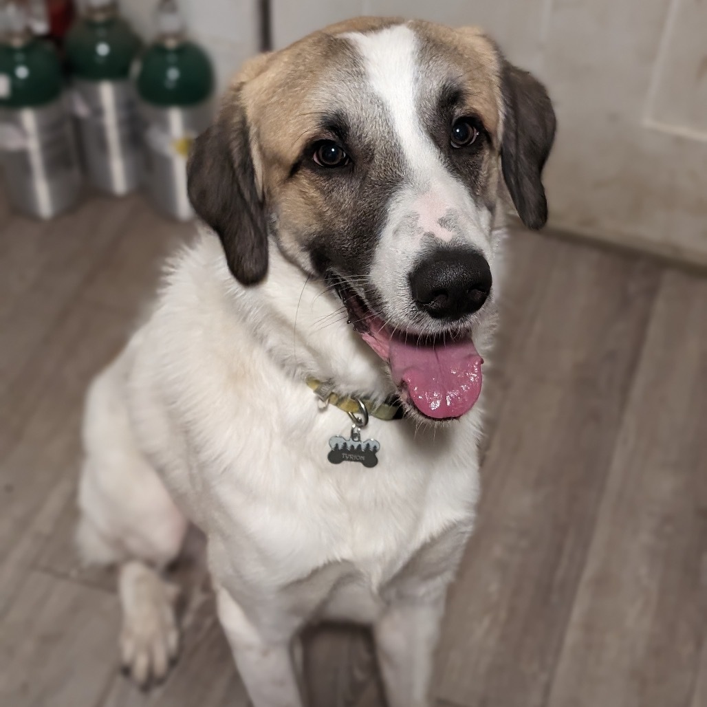 Tyrion, an adoptable Anatolian Shepherd, Great Pyrenees in Priest River, ID, 83856 | Photo Image 2