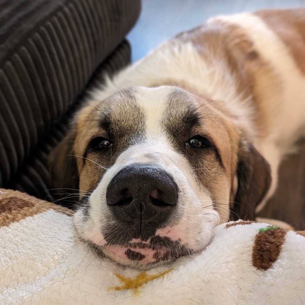 Tyrion, an adoptable Anatolian Shepherd, Great Pyrenees in Priest River, ID, 83856 | Photo Image 3