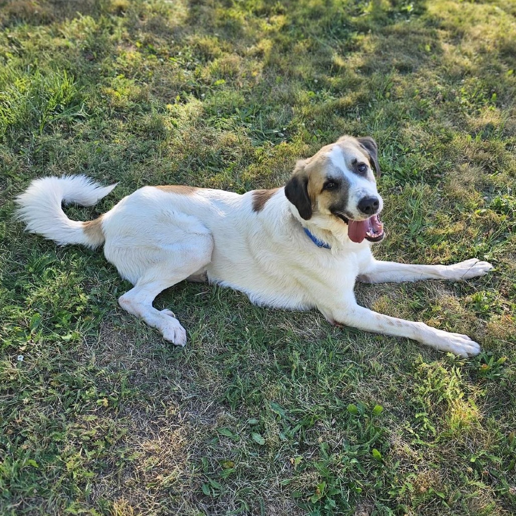 Tyrion, an adoptable Anatolian Shepherd, Great Pyrenees in Priest River, ID, 83856 | Photo Image 4