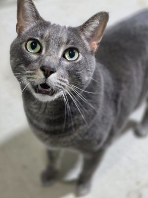 Wilson, Adult Male unknown