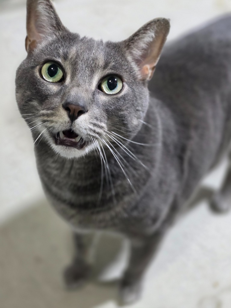 Wilson, an adoptable Domestic Short Hair in Minot, ND, 58701 | Photo Image 1