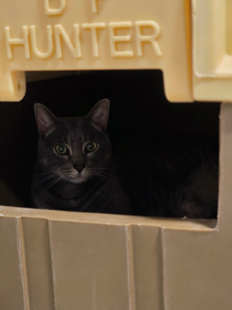 Wilson, an adoptable Domestic Short Hair in Minot, ND, 58701 | Photo Image 2