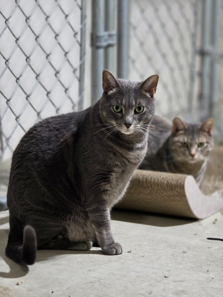 Wilson, an adoptable Domestic Short Hair in Minot, ND, 58701 | Photo Image 3