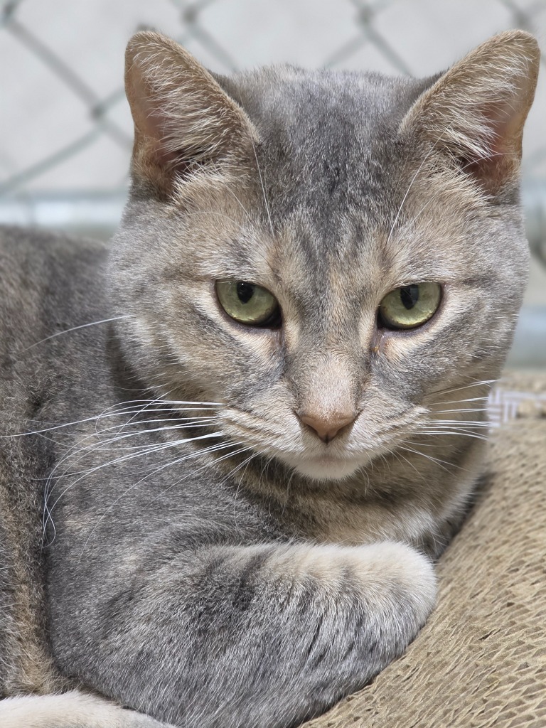 Pua (pooh-ah), an adoptable Domestic Short Hair in Minot, ND, 58701 | Photo Image 1