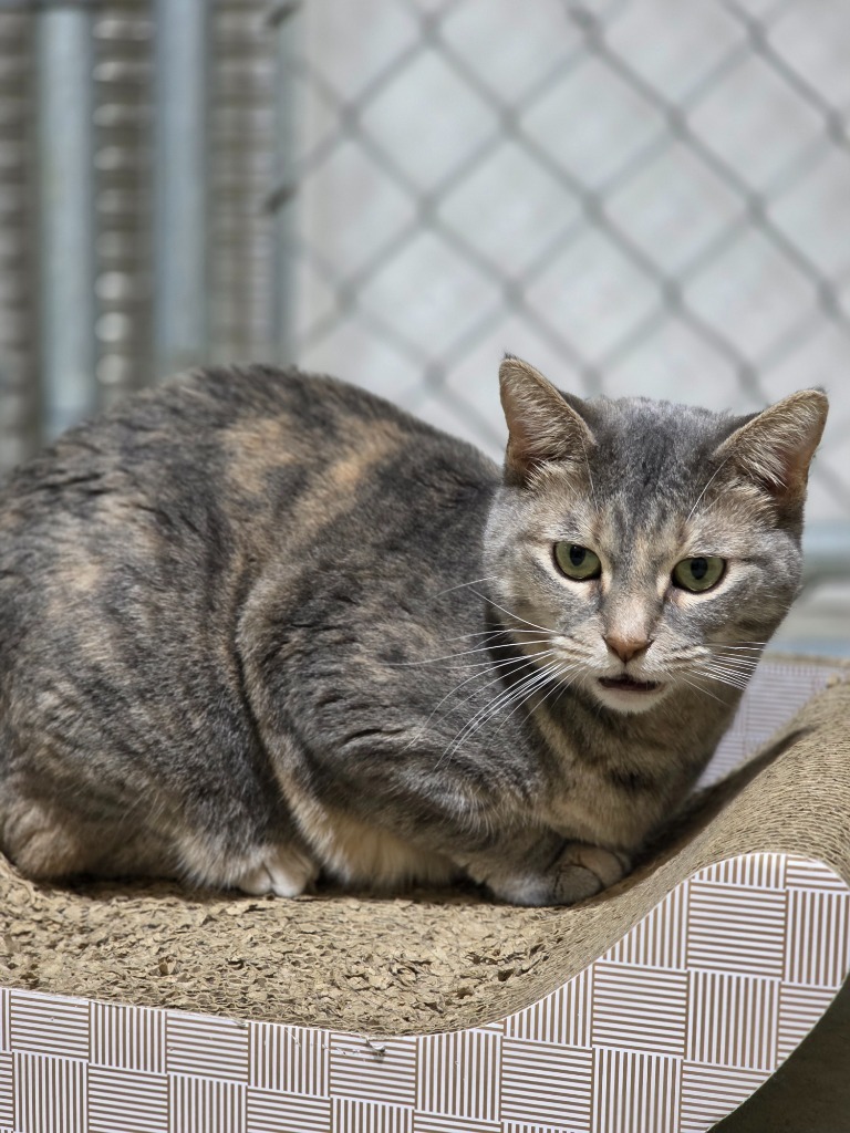 Pua (pooh-ah), an adoptable Domestic Short Hair in Minot, ND, 58701 | Photo Image 2
