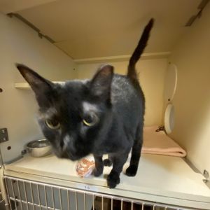 Frieda, Young Female unknown