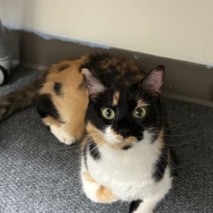 Fruity, Senior Female unknown