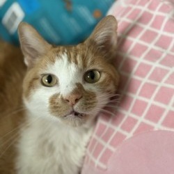 Mr. Pickles, Adult Male unknown