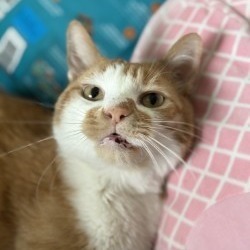 Mr. Pickles