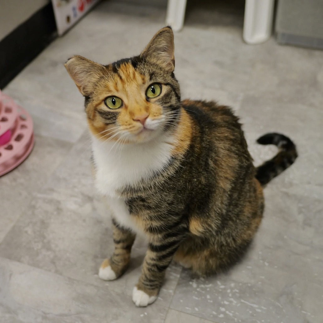 Lola Cat OS NV, an adoptable Domestic Short Hair in Las Vegas, NV, 89145 | Photo Image 4