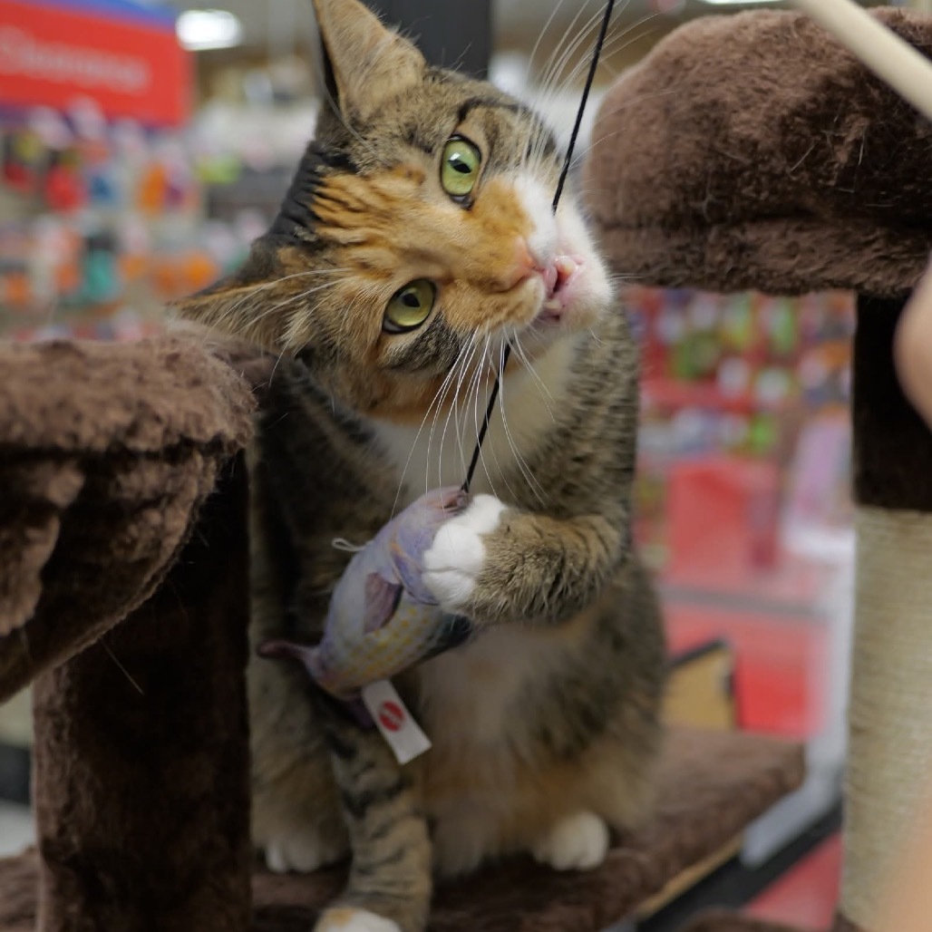 Lola Cat OS NV, an adoptable Domestic Short Hair in Las Vegas, NV, 89145 | Photo Image 5