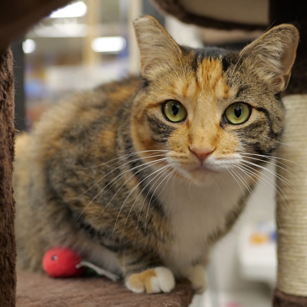 Lola Cat OS NV, an adoptable Domestic Short Hair in Las Vegas, NV, 89145 | Photo Image 6