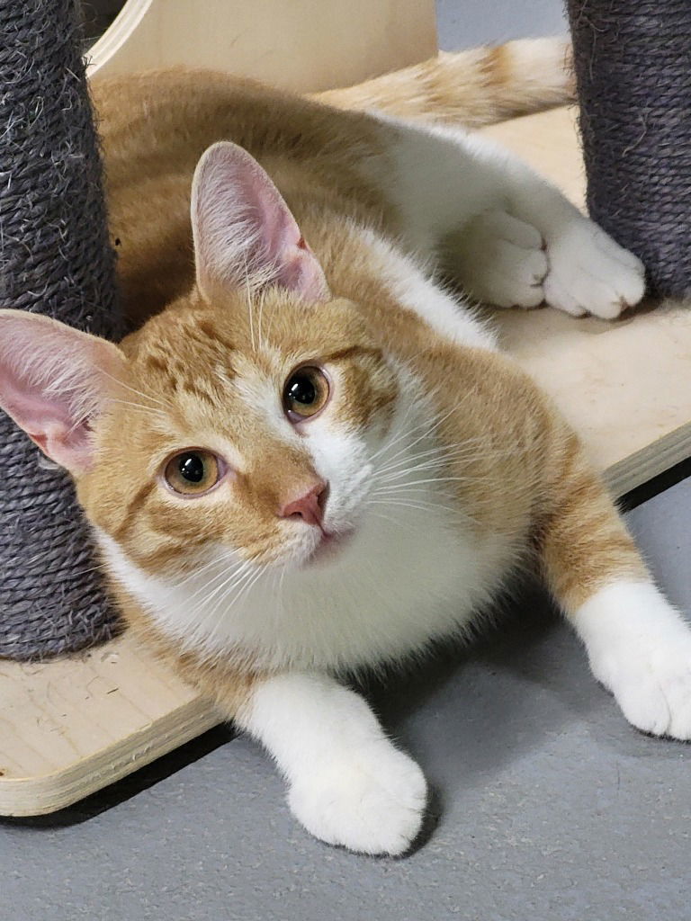 Ronald