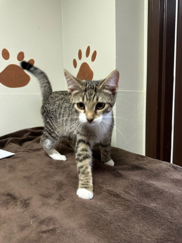 Willow