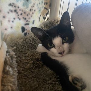 Oreo, Adult Female unknown